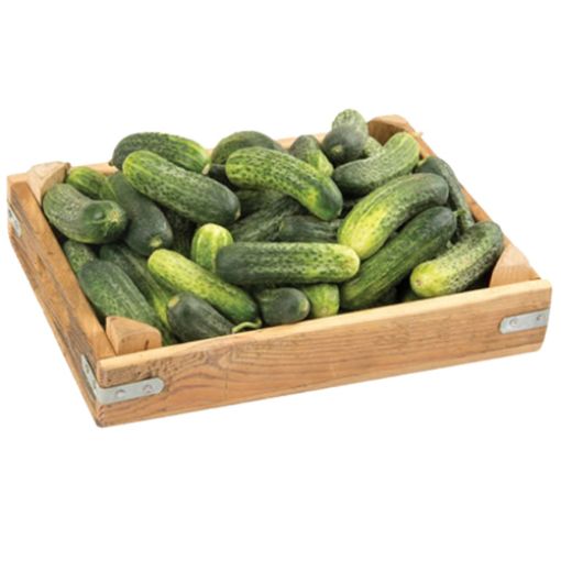 SALATALIK KORNİŞON KG. ürün görseli